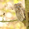 Pustik obecny - Strix aluco - Tawny Owl WS a6713